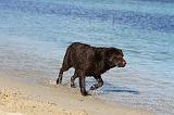 LABRADOR 582